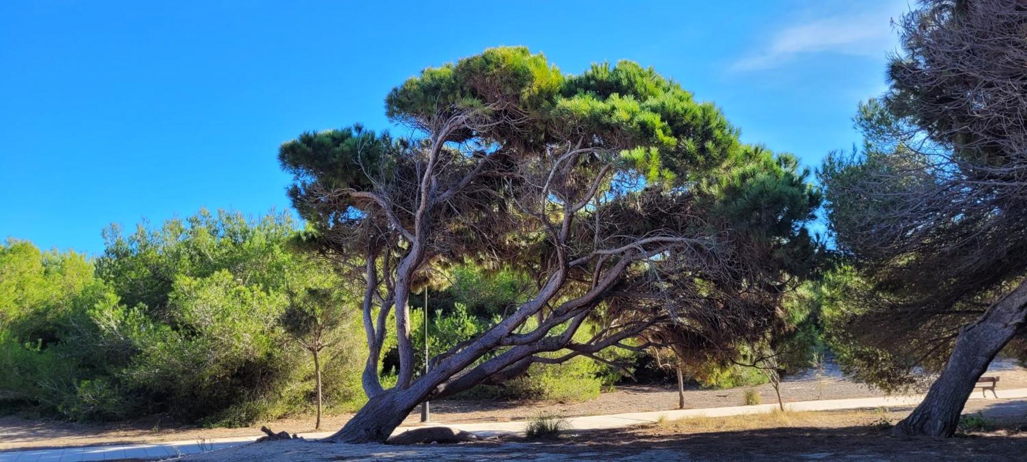 Bungalow Casa De Pablo La Mata  Εξωτερικό φωτογραφία